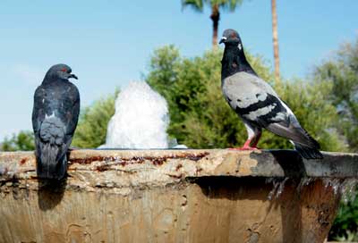 Bird Control Dove Mountain AZ