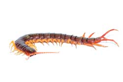 Centipede