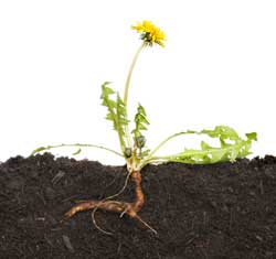 Weed Pests Marana AZ
