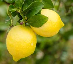 Lemon