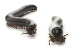 Millipedes
