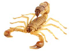 Scorpion Control Pima County AZ