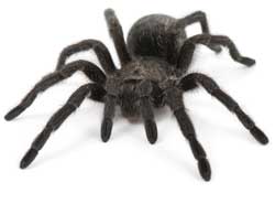Tarantula