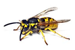 Wasp