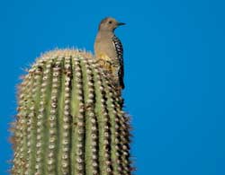 Woodpeckers