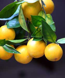 Grapefruitt