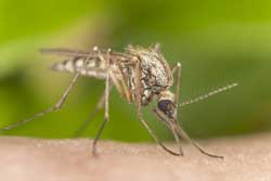 Mosquito