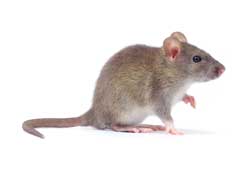 Rodent Control Dove Mountain AZ