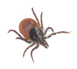 Tick Control Pima County AZ